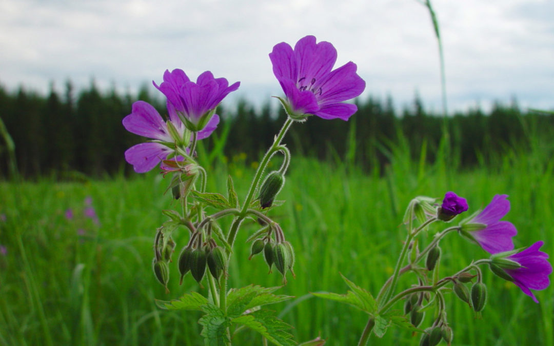 Midsommar med modernisering av tävlingar och serier